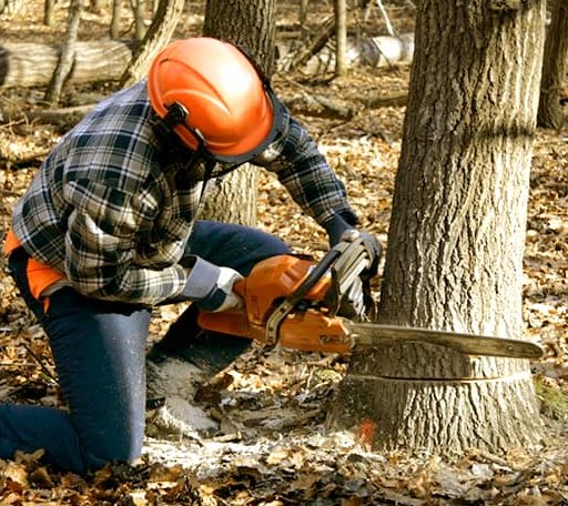 Tree Removal in Curtiss, WI